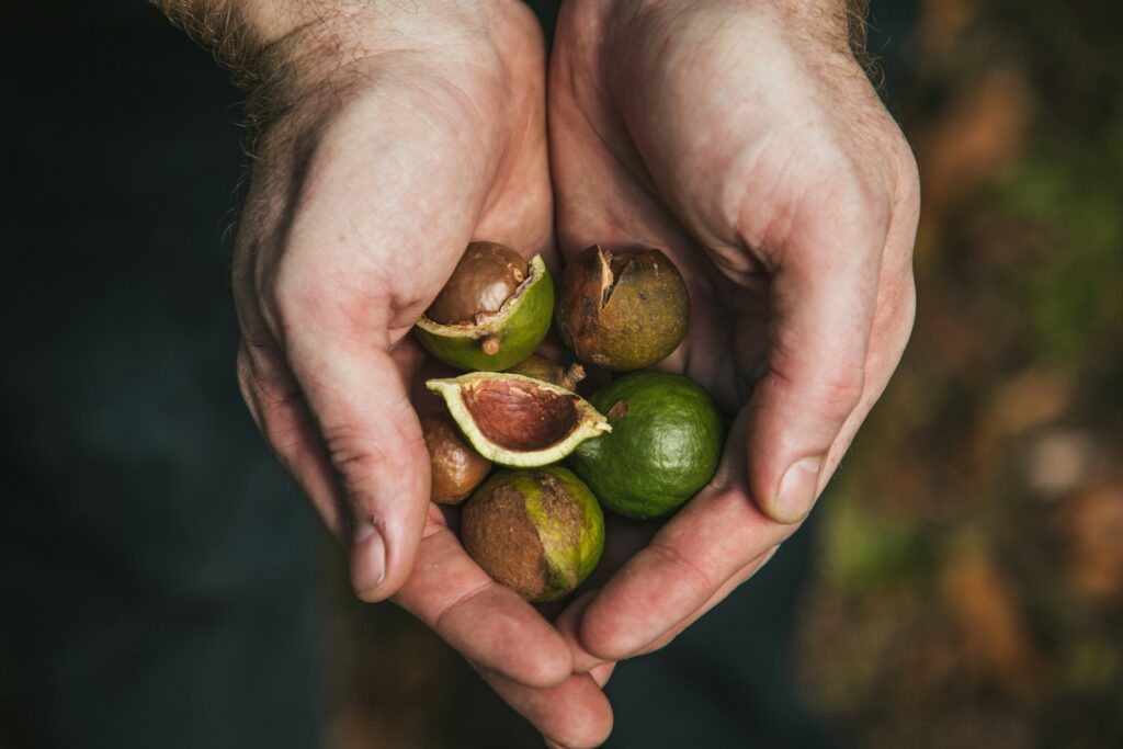 macadamia nuts